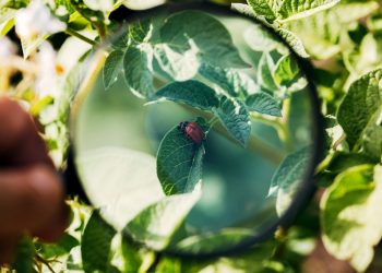 The Plight of Pollinators: How Biodiversity Loss Affects Agriculture