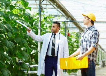 The Benefits of Feminized Cannabis Seeds