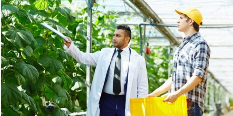 The Benefits of Feminized Cannabis Seeds