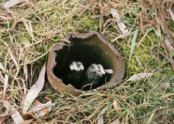 Before You Dig in Your Yard Check for Plumbing Pipes